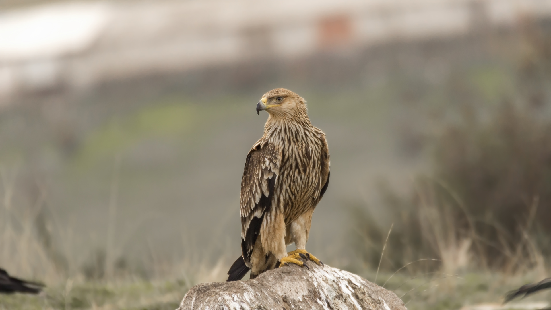 Imperial Eagle